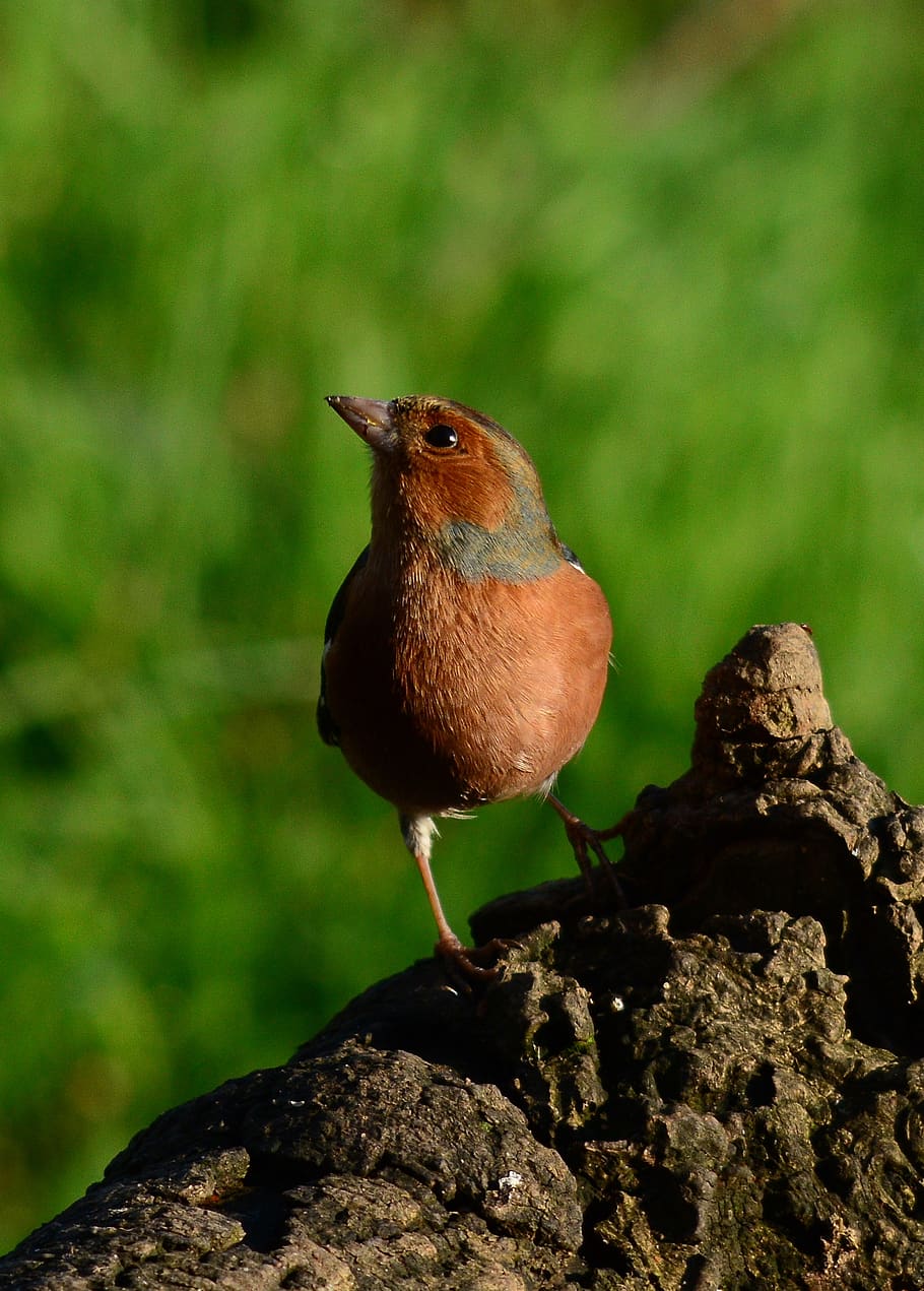 chaffinch, bird, nature, feather, wildlife, outdoors, perched HD wallpaper