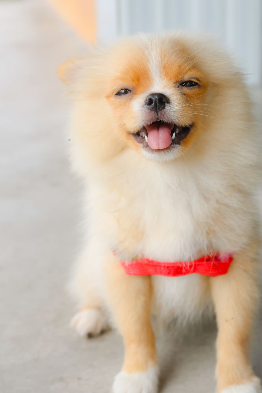 Pomeranian Puppy, adorable, animal, breed, canine, cute, dog