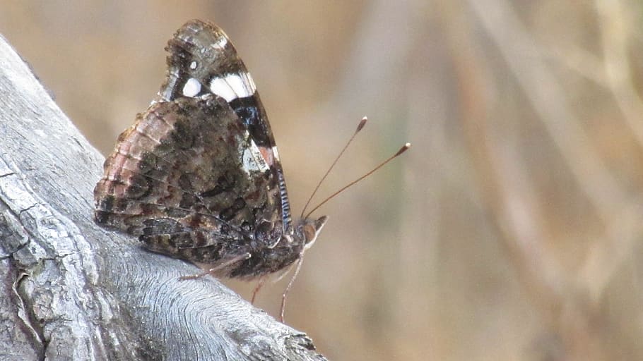 butterfly, trees, forest, animals, animal themes, one animal HD wallpaper