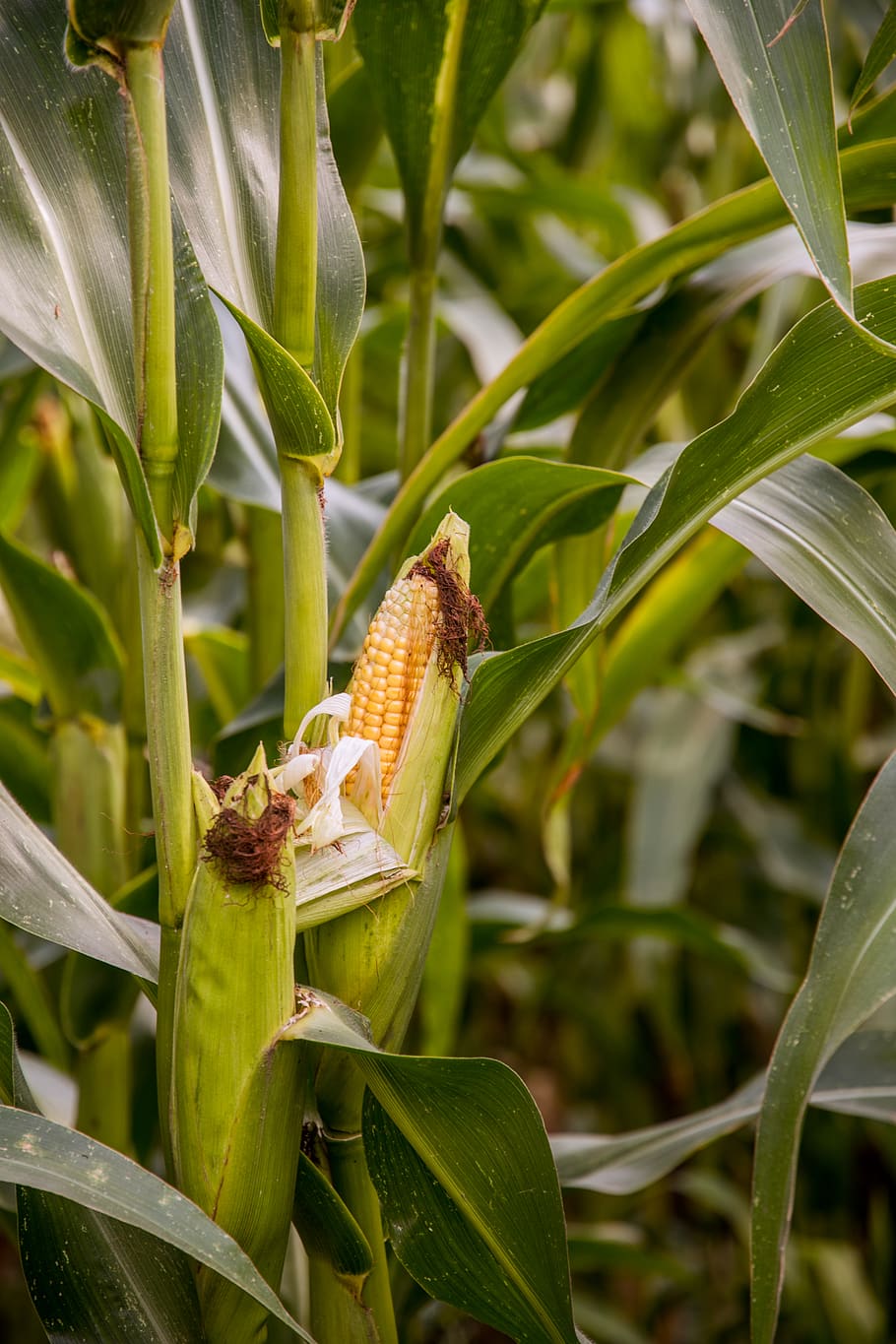 green corn plant, animals in the wild, animal wildlife, animal themes HD wallpaper