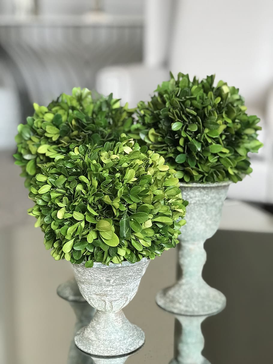 green-leafed plants, jar, pottery, vase, potted plant, goblet HD wallpaper