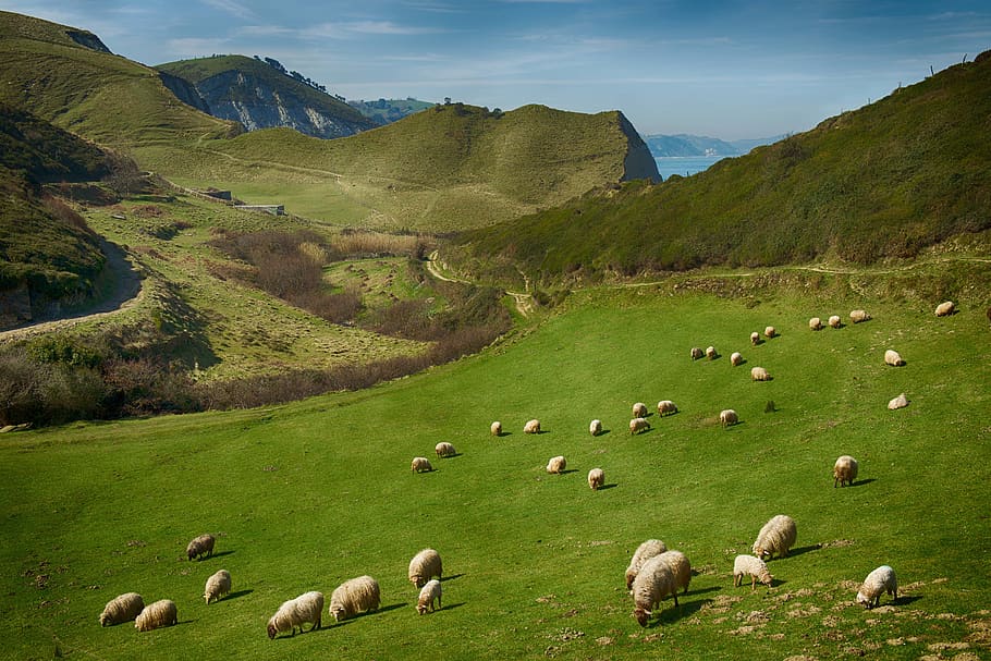 forest, sheep, sea, livestock, domestic animals, animal themes HD wallpaper