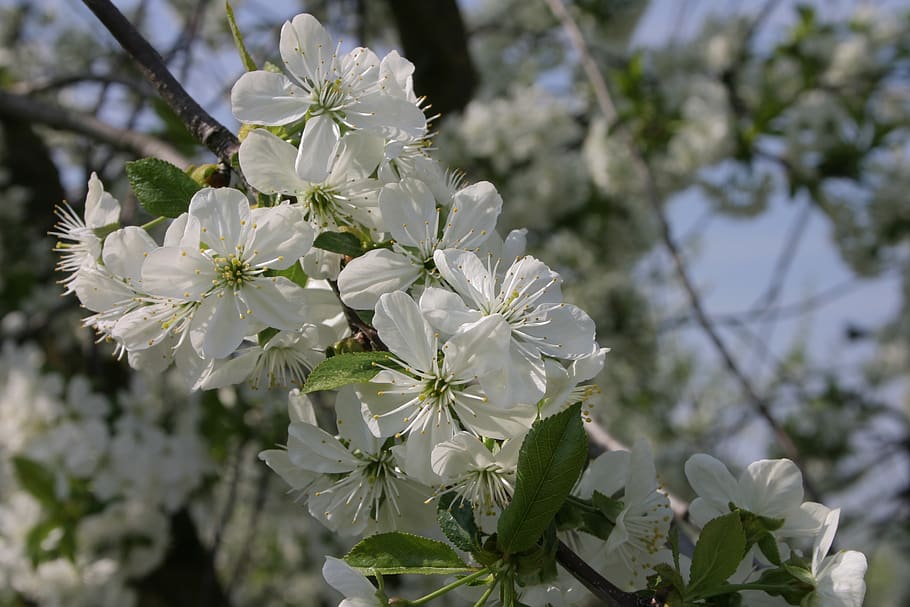 sour cherry, flower, white, spring, flowering plant, growth HD wallpaper