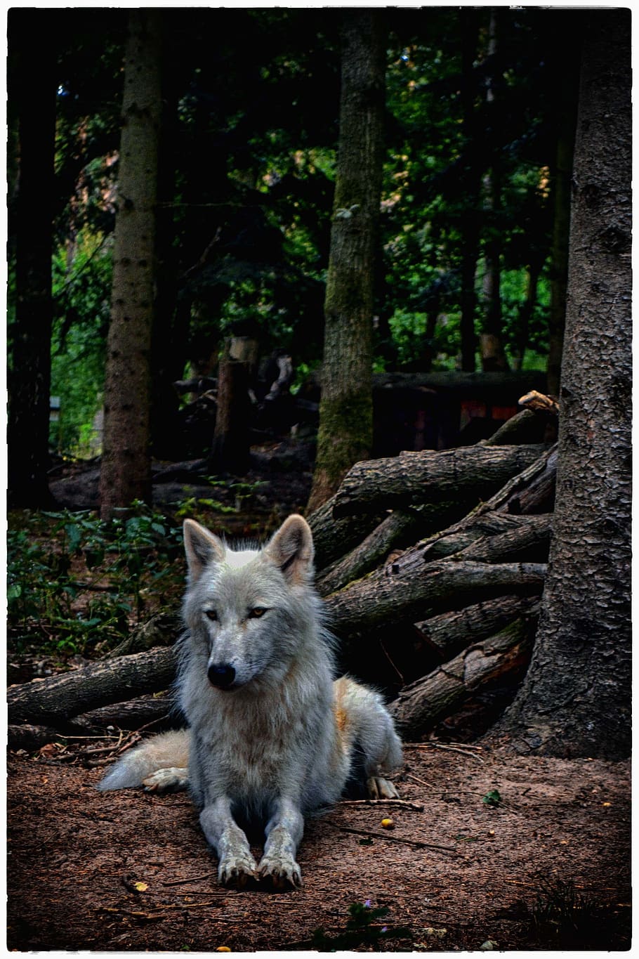 wolf, white wolf, mammal, nature, animal world, mysterious HD wallpaper
