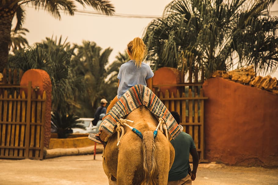 camel, riding, back, sister, mammal, animal themes, domestic animals HD wallpaper