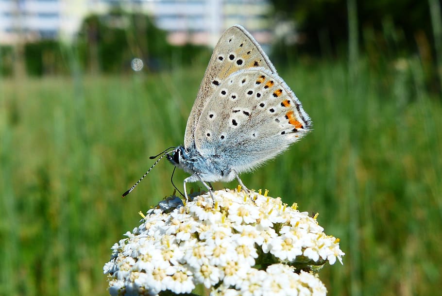 flower, animal wildlife, animal themes, insect, invertebrate HD wallpaper