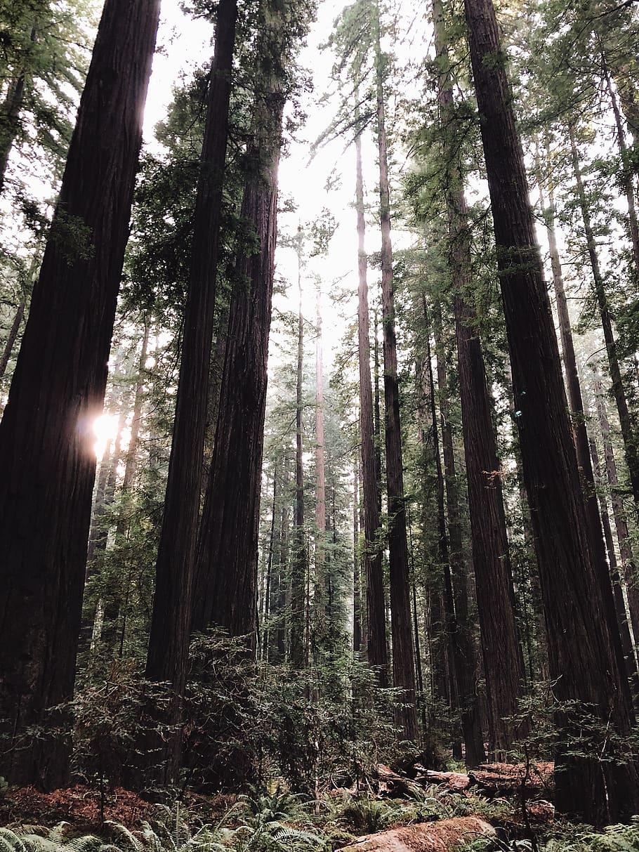 tall trees, forest, plant, land, woodland, tree trunk, tranquility HD wallpaper