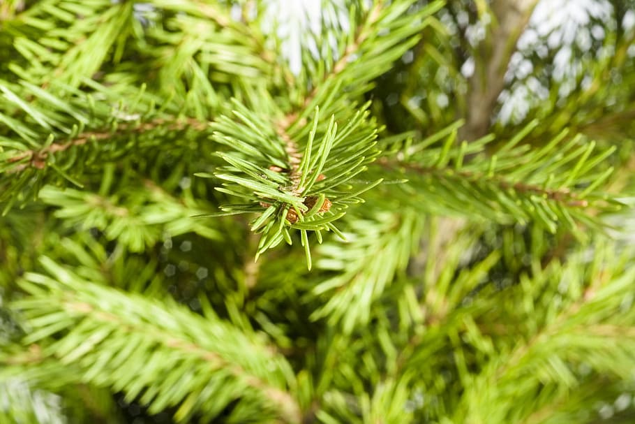 branch, conifer, coniferous, evergreen, fir, flora, nature HD wallpaper
