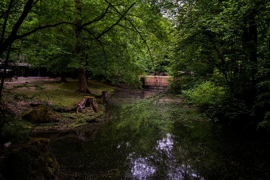 germany, münchen, hellabrunn zoo, lake, green, park, tree HD wallpaper