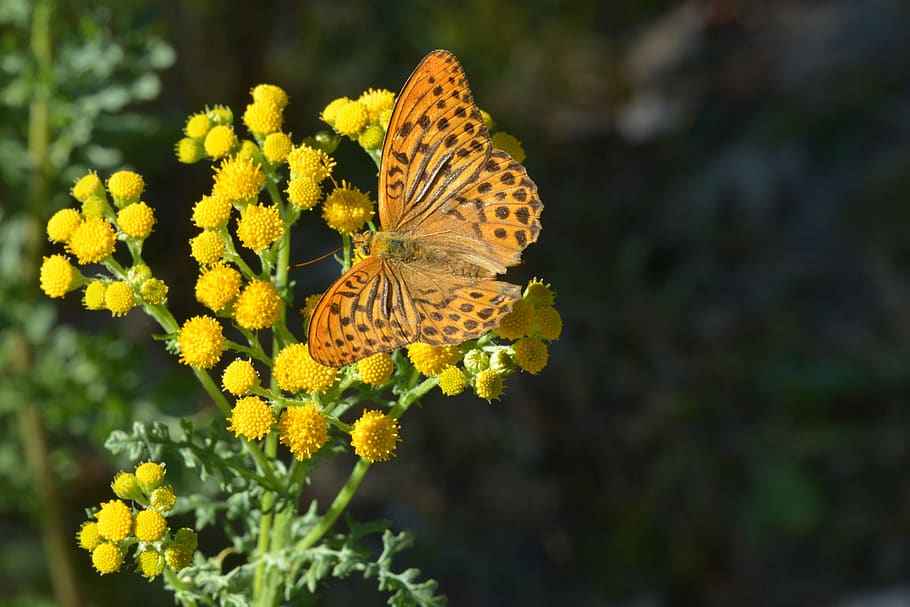 butterfly, orange, nature, animal wildlife, animal themes, animals in the wild HD wallpaper