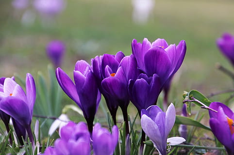 HD wallpaper: crocus, spring, early bloomer, flowers, light blue ...