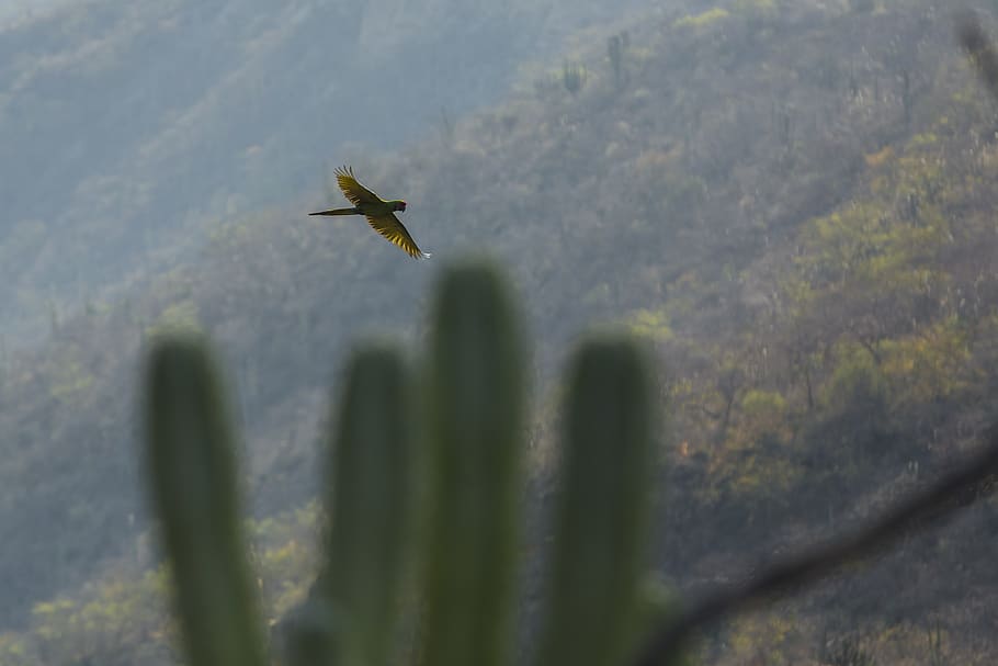 bird on shallow focus lens, biosphere reserve tehuacán-cuicatlán