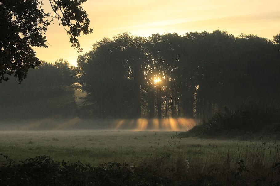 sunset, nature, tree, plant, tranquility, sky, tranquil scene HD wallpaper