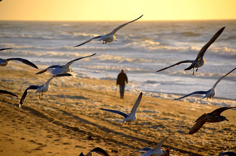 man, person, walking, sunset, seagull, beach, birds, flying HD wallpaper