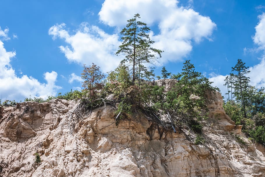 tree, plant, low angle view, sky, tranquility, cloud - sky HD wallpaper