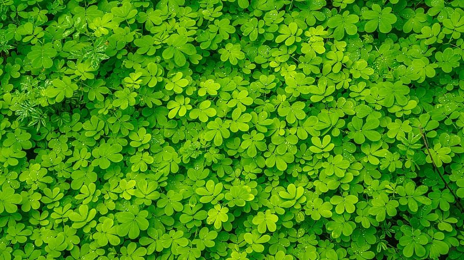 plants, leaf, nature, green, dew, green color, full frame, growth HD wallpaper