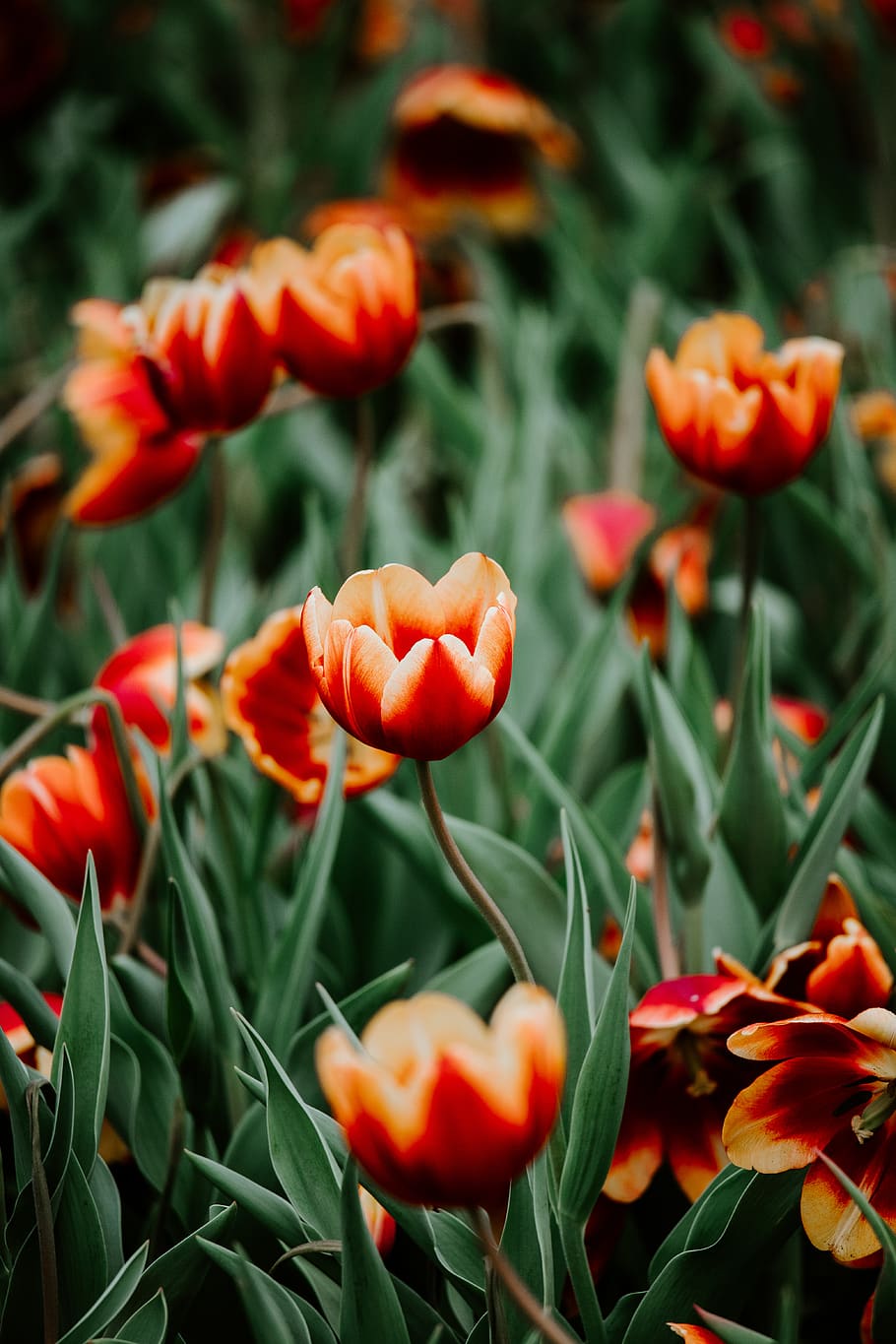 red tulips, plant, growth, freshness, flower, flowering plant HD wallpaper