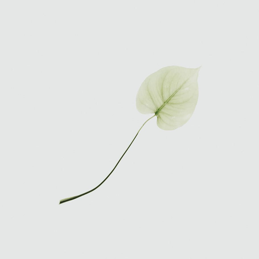 peace lily flower, plant, petal, blossom, anther, leaf, anemone HD wallpaper