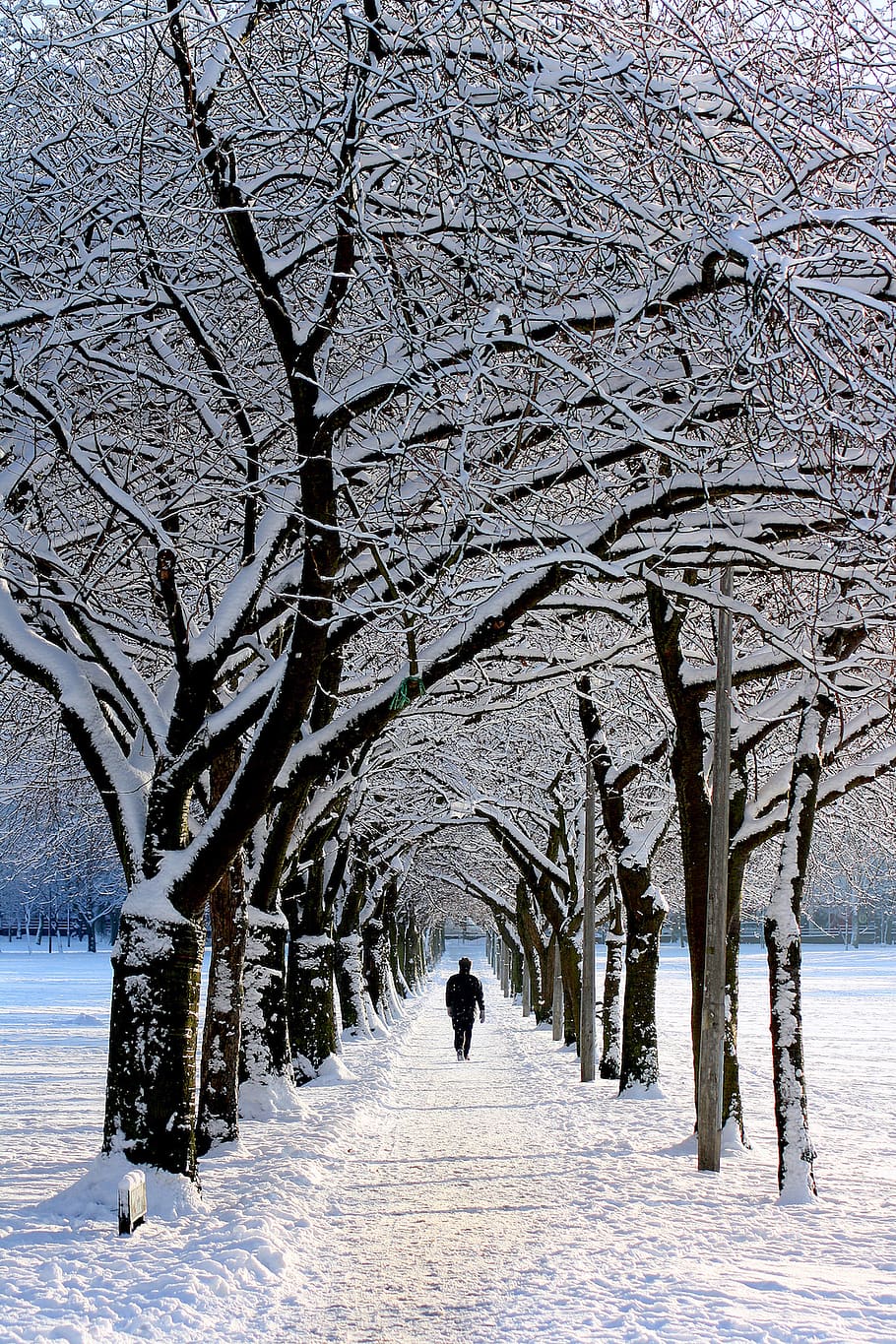 nature, snow, winter, trees, people, man, guy, walking, white HD wallpaper