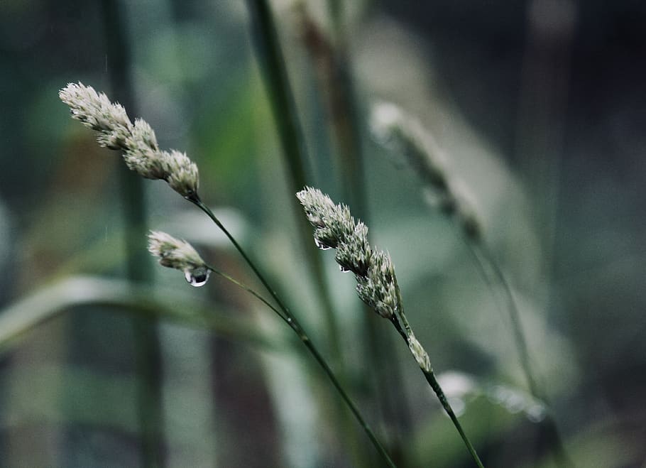 Close Up Photo of Green Plant Stem, blur, close-up, colors, dew HD wallpaper