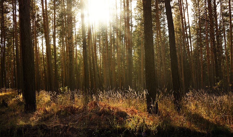 nature, forest, sun, rays, pines, grass, autumn, sunset, control HD wallpaper