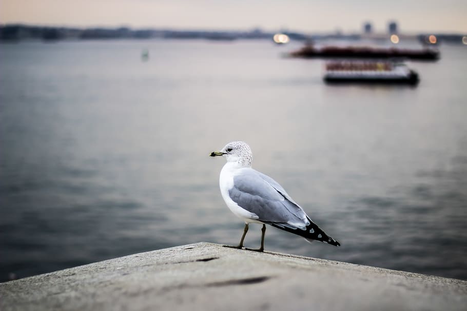 selective focus photography of gray and white bird on concrete pavement near body of water, HD wallpaper