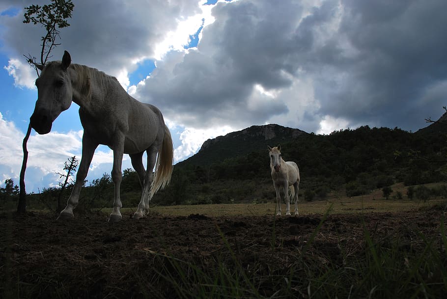france, lagrand, mountain, horses, meadow, clouds, mammal, animal