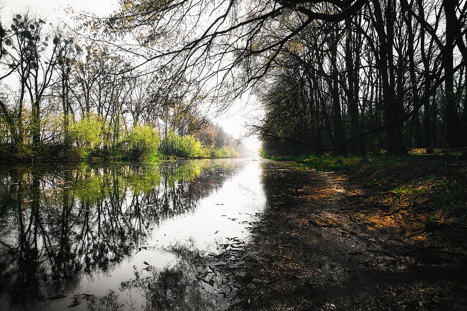 channel, river, water, beach, mirror, reflection, tree, forest HD wallpaper