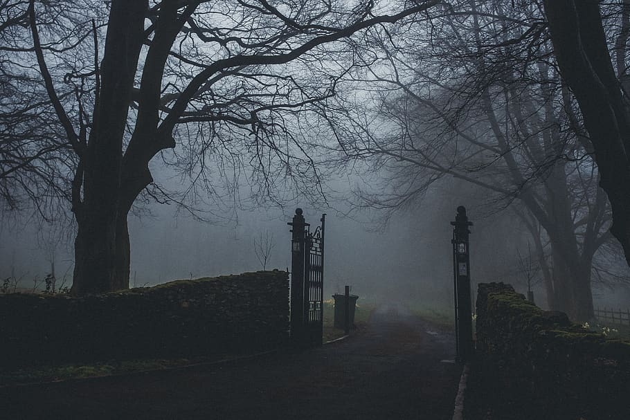 Black Concrete Road Near Forest, branches, eerie, environment HD wallpaper