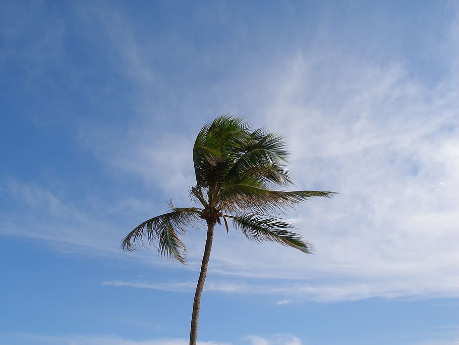 HD wallpaper: brazil, salvador, palm tree, blue, sky, plant, tropical ...