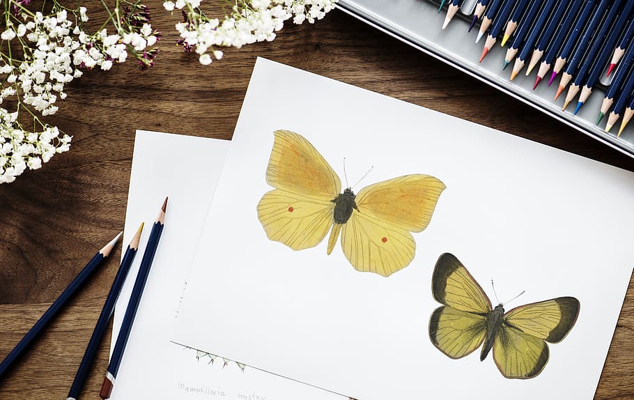 HOW TO DRAW A BUTTERFLY (CREATIVE DRAWING) | HOW TO DRAW A BUTTERFLY (CREATIVE  DRAWING) | By The Arty Boy | Facebook