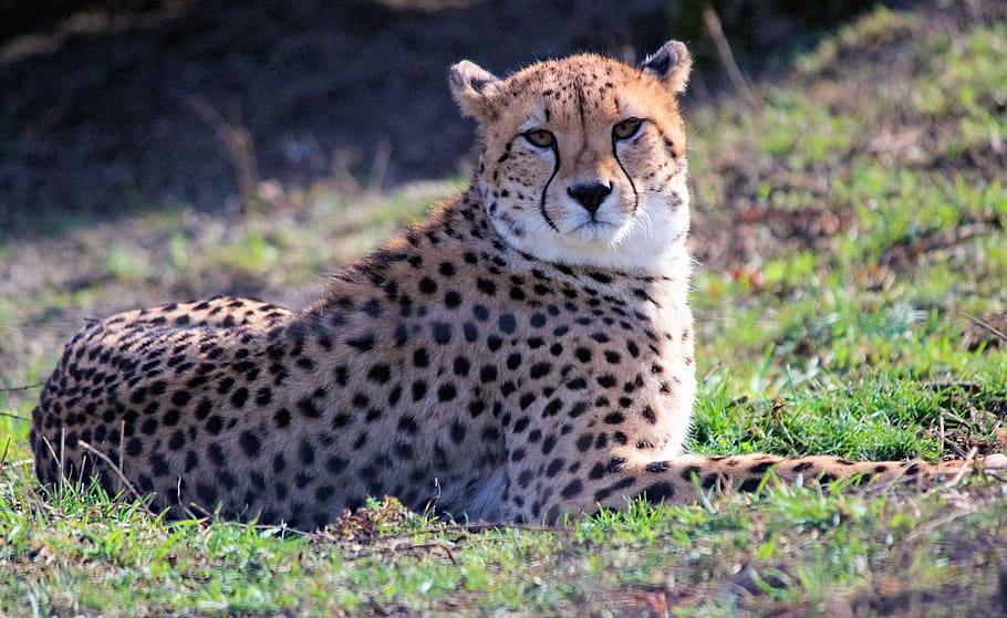 cheetah on green grass, animal themes, animal wildlife, one animal HD wallpaper