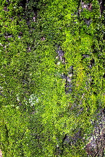 tree, bark, moss, green, nature, lichen, forest, woods, green color HD wallpaper