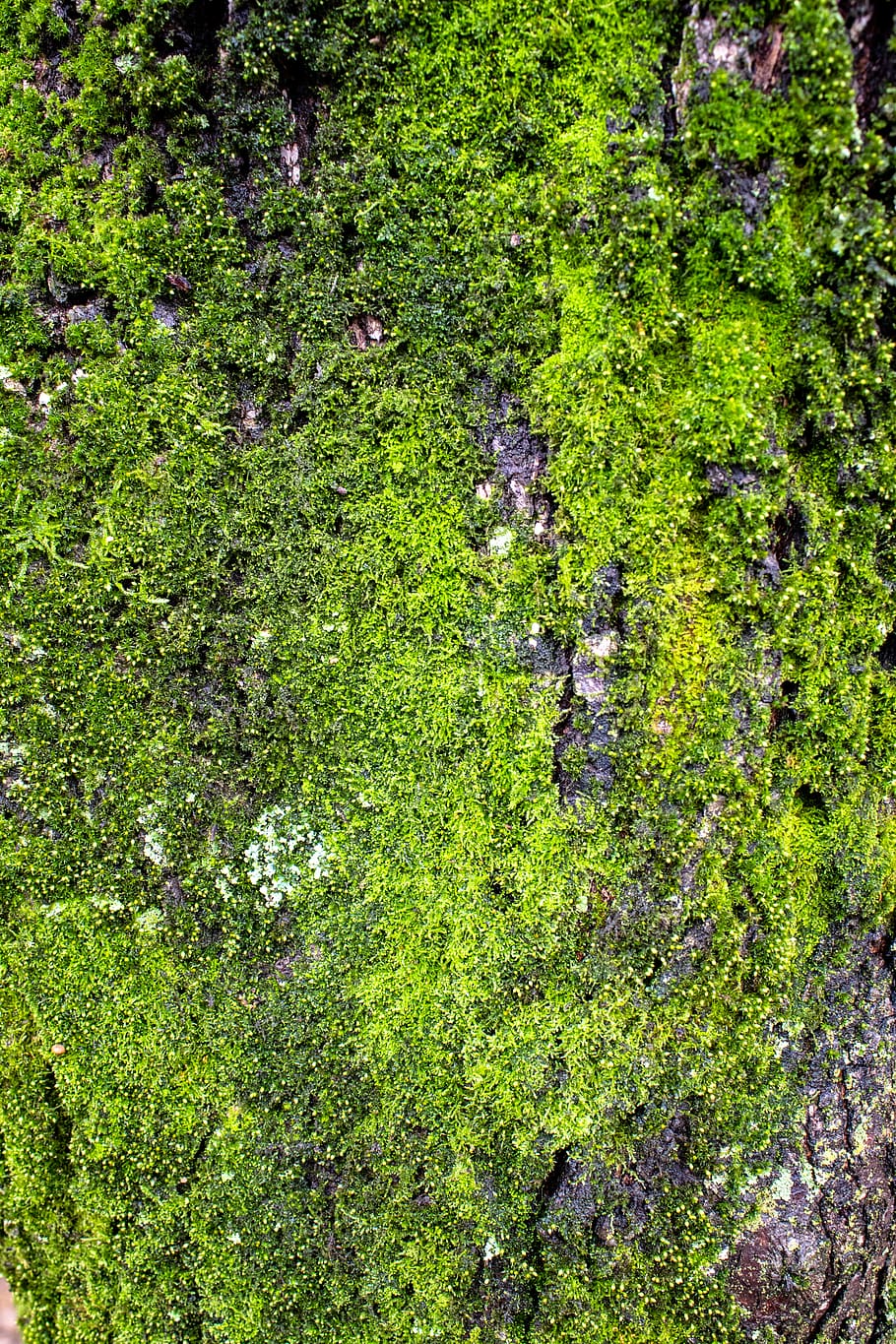 tree, bark, moss, green, nature, lichen, forest, woods, green color HD wallpaper