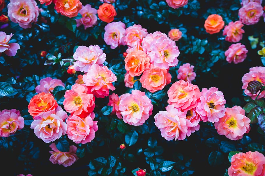 flowers, flowering plant, beauty in nature, growth, freshness HD wallpaper