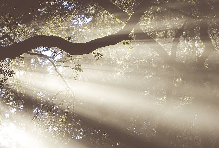 lights passing through tree, nature, weather, outdoors, fog, mist HD wallpaper