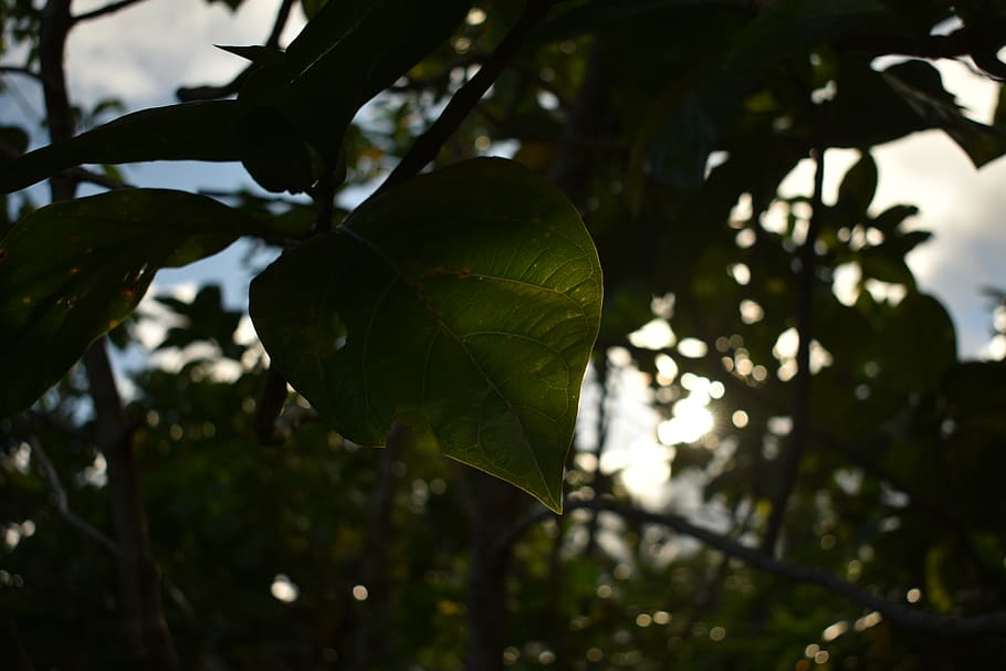 plant, leaf, veins, light, flare, #sun #leaf #forest #woods #nature #sunlight #sunset #blur #nature HD wallpaper