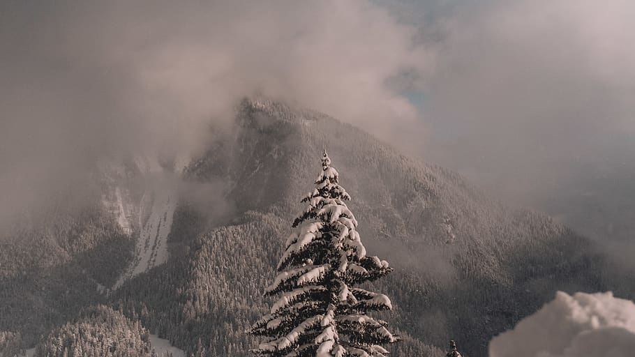 icy mountain and pine tree, plant, fir, abies, nature, outdoors HD wallpaper