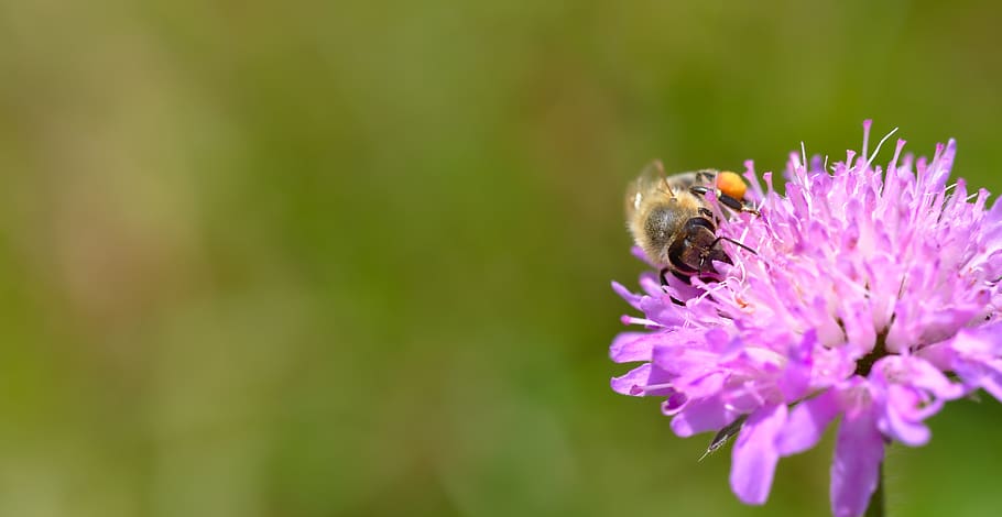 bee, animal, insect, pink, green, beekeeping, summer, pollination, HD wallpaper