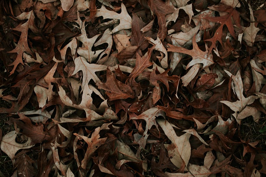 leaves, winter, fall, nature, plant part, leaf, full frame HD wallpaper