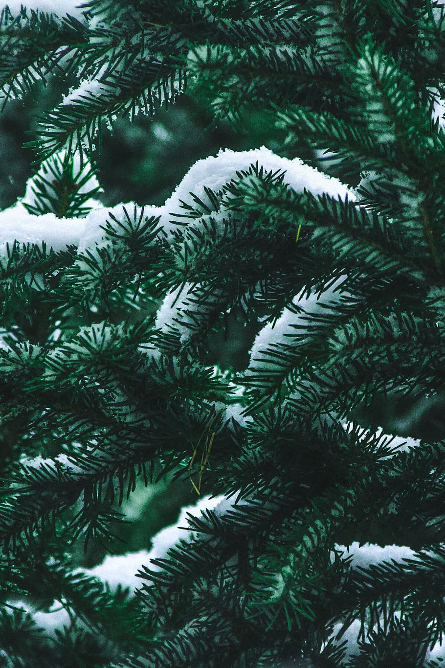 plant, tree, conifer, pine, spruce, fir, abies, grey, moss HD wallpaper
