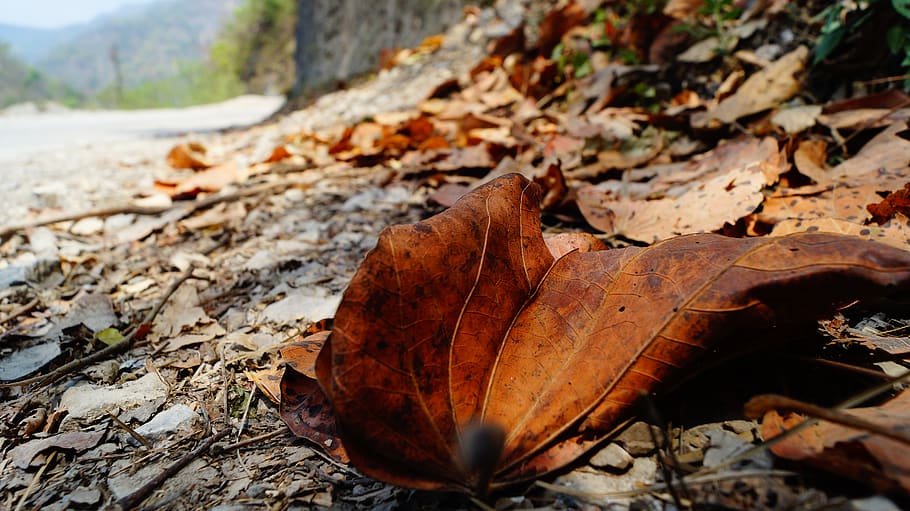 plant, leaf, tree, ground, sea life, animal, turtle, reptile HD wallpaper