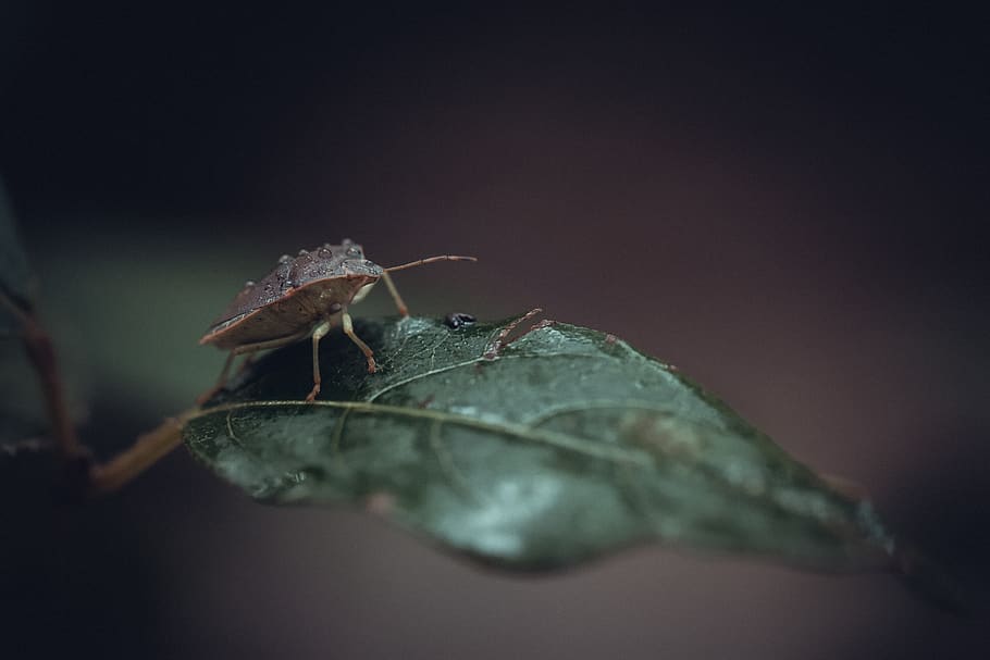 bug, insect, nature, scarab, plants, entomology, green, leaves HD wallpaper