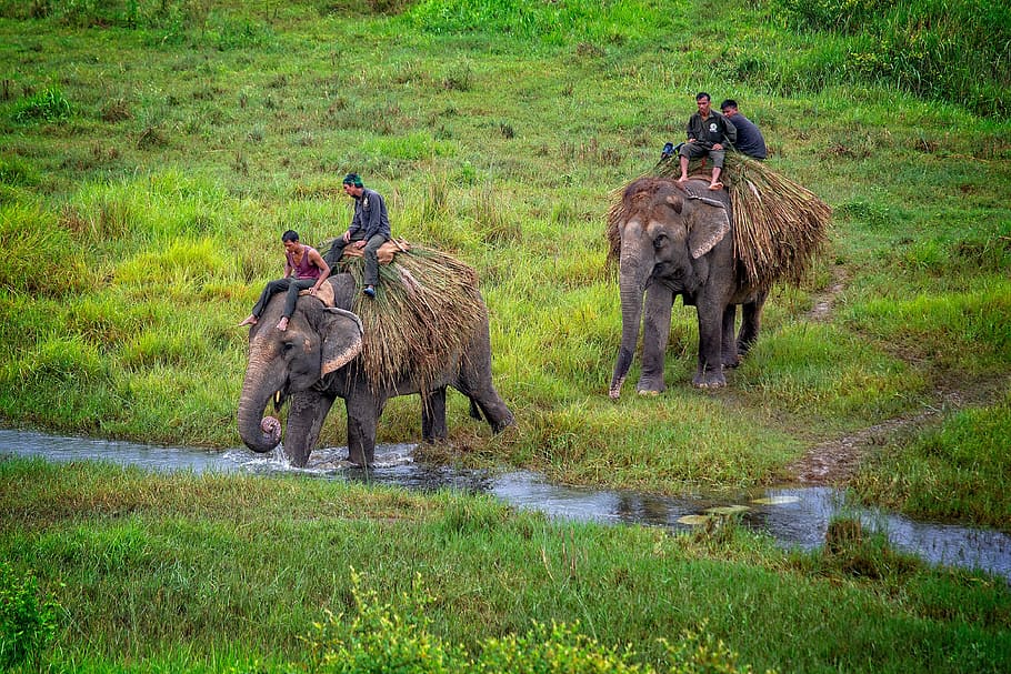 two person riding elephant, group of animals, animal themes, mammal HD wallpaper