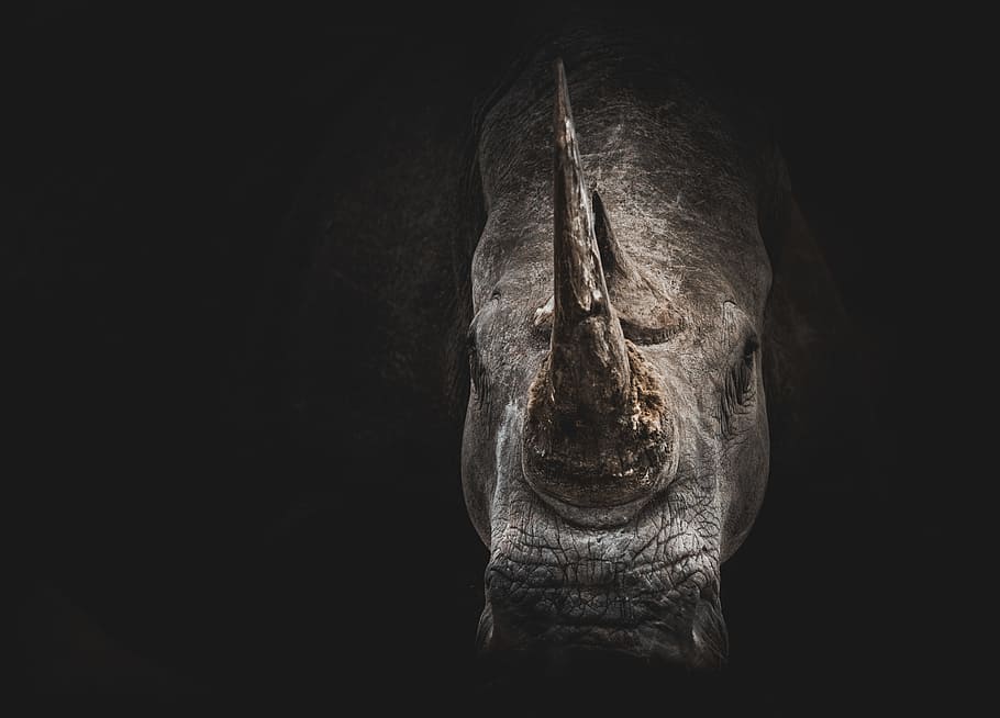 gray rhino digital wallpaper, animal, nature, portrait, extinct, HD wallpaper