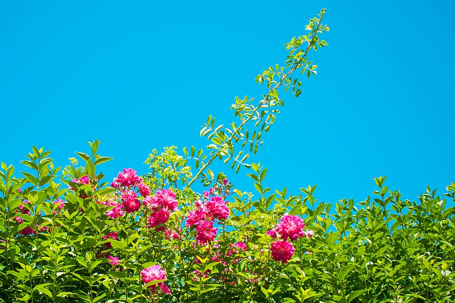 flowers, summer, plant, flowering plant, sky, nature, blue HD wallpaper