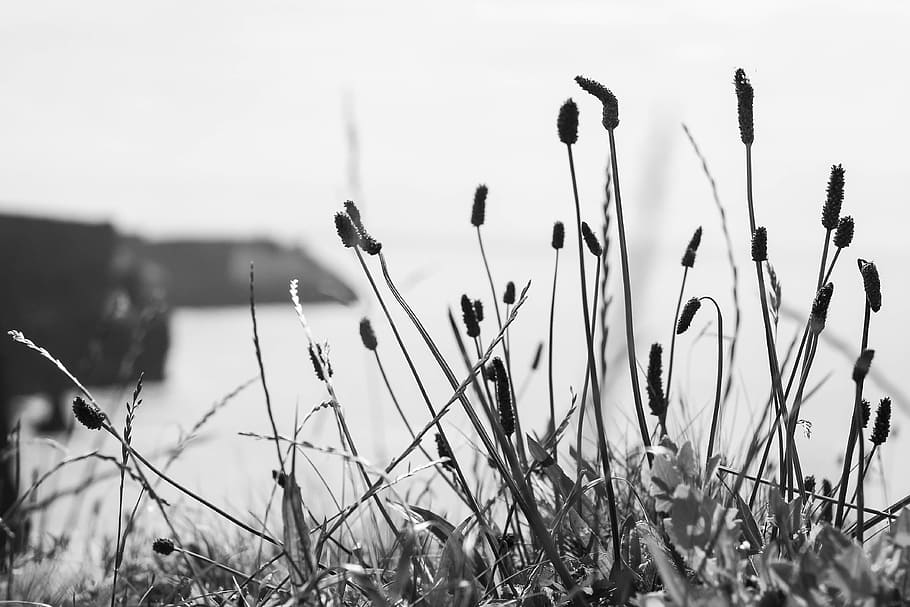 grass, branch, snow, winter, black and white, photography, leaf HD wallpaper