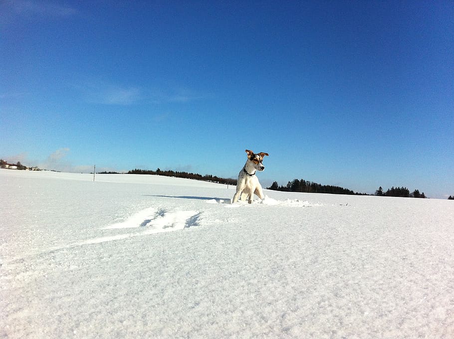 austria, snow, winter, cold temperature, pets, one animal, mammal HD wallpaper