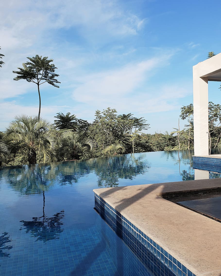 trees reflection on swimming pool during daytime, water, plant HD wallpaper