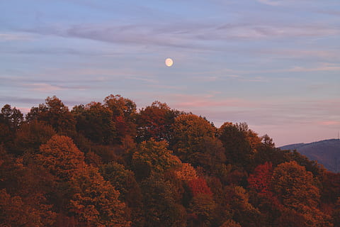 moon, autum, sky, tree, beauty in nature, scenics - nature HD wallpaper